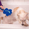 JML Groom Glider 3 in 1 Pet Grooming Brush - lakehomeandleisure.co.uk